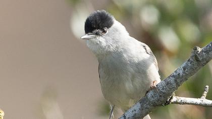 Karabaşlı ötleğen