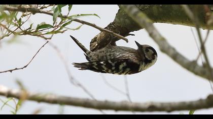 Küçük ağaçkakan