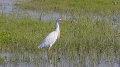 Sığır balıkçılı
