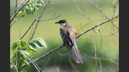 Great Spotted Cuckoo