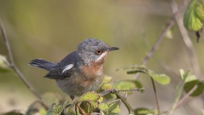 Bıyıklı ötleğen
