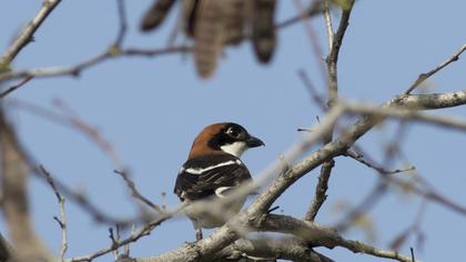 Kızılbaşlı örümcekkuşu