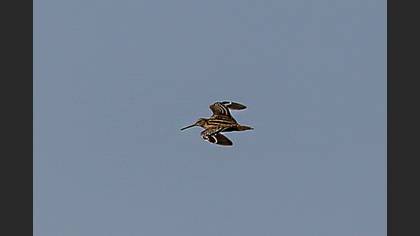 Great Snipe