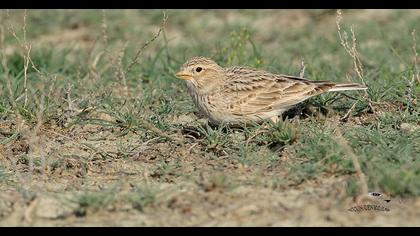 Türkistan çorak toygarı
