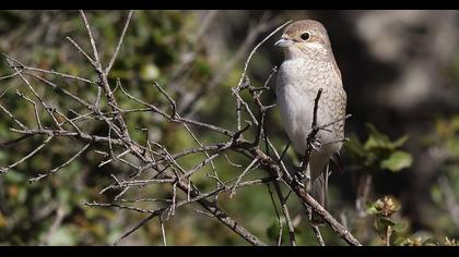 Kızılsırtlı örümcekkuşu