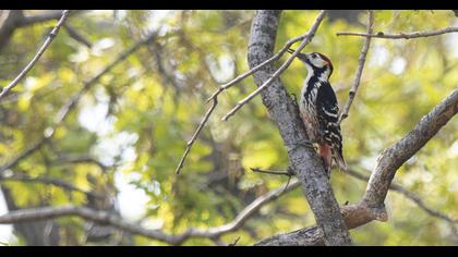 Aksırtlı ağaçkakan
