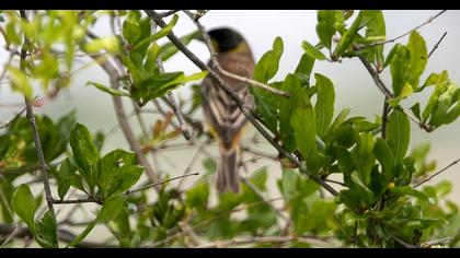 Karabaşlı kirazkuşu