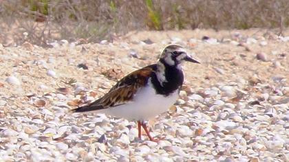 Ruddy Turnstone