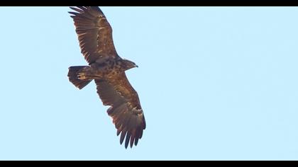 Küçük orman kartalı