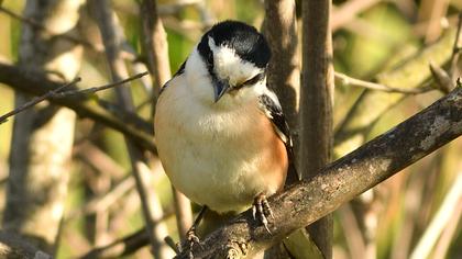 Maskeli örümcekkuşu