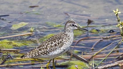 Orman düdükçünü