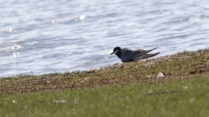 Whiskered Tern