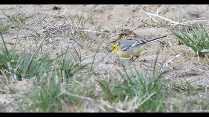 Sarıbaşlı kuyruksallayan