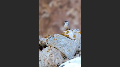 Western Rock Nuthatch