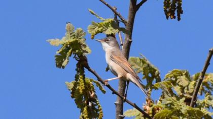 Akgerdanlı ötleğen