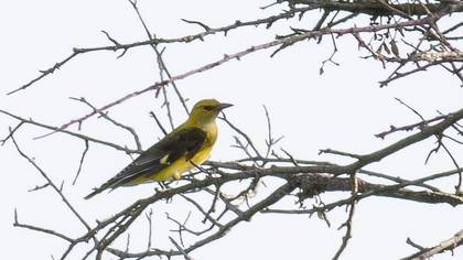 Eurasian Golden Oriole