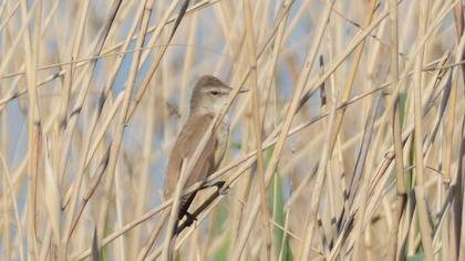 Great Reed Warbler