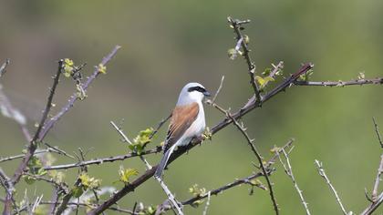 Kızılsırtlı örümcekkuşu