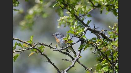 Red-breasted Flycatcher