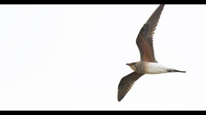 Bataklıkkırlangıcı