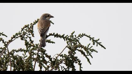 Kızılsırtlı örümcekkuşu