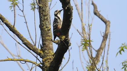Aksırtlı ağaçkakan