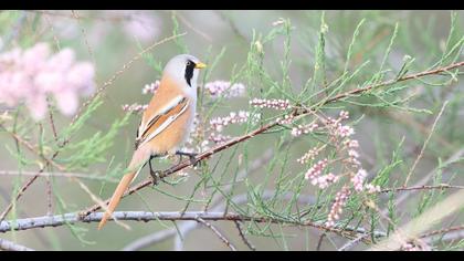 Bıyıklı baştankara