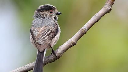 Uzunkuyruklu baştankara