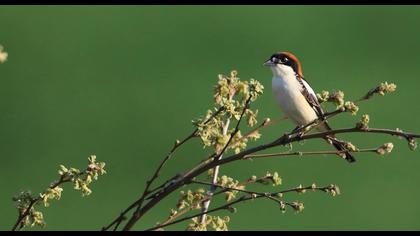 Kızılbaşlı örümcekkuşu