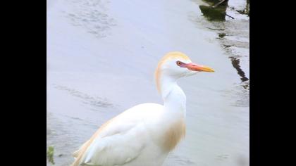 Sığır balıkçılı