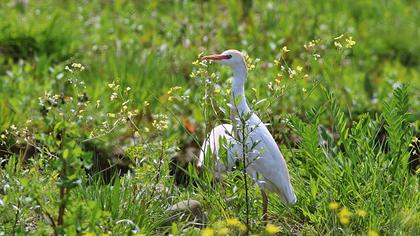 Sığır balıkçılı