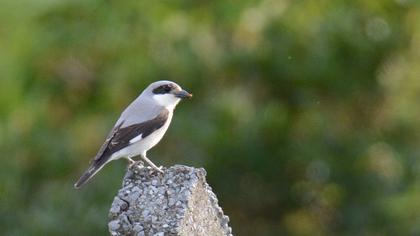 Karaalınlı örümcekkuşu