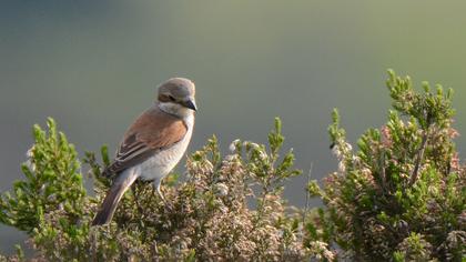Kızılsırtlı örümcekkuşu