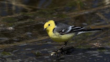 Sarıbaşlı kuyruksallayan