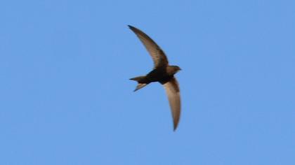 Common Swift