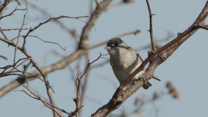 Karabaşlı ötleğen