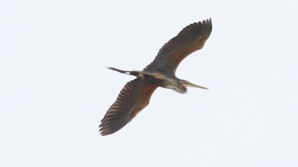 Erguvani balıkçıl