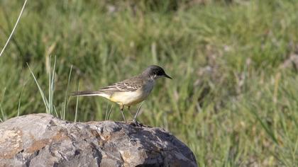 Sarı kuyruksallayan