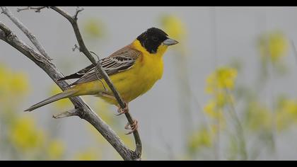 Black-headed Bunting