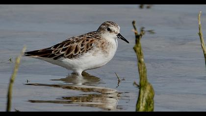 Little Stint