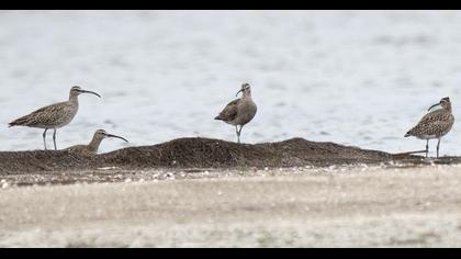 Sürmeli kervançulluğu