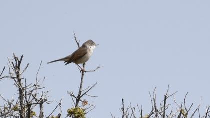 Akgerdanlı ötleğen
