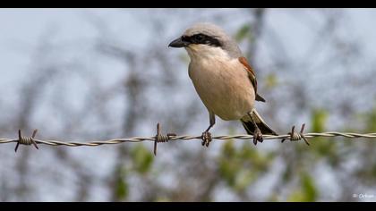 Kızılsırtlı örümcekkuşu