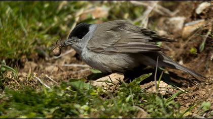 Eurasian Blackcap
