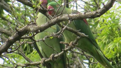 İskender papağanı
