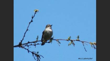 Spotted Flycatcher