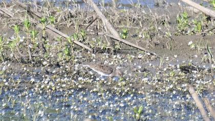 Sarıbacaklı kumkuşu