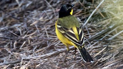 Sarı kuyruksallayan