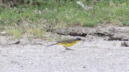 Sarı kuyruksallayan