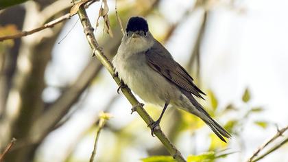 Karabaşlı ötleğen